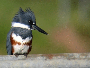 
http://halcyonember.com/pictures/beltedkingfisher.gif